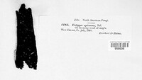 Eutypa spinosa image